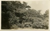 Photograph of Woods