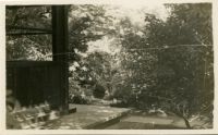 Photograph of Bushes