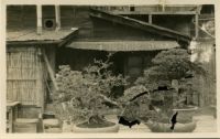 Photograph of Plants and House